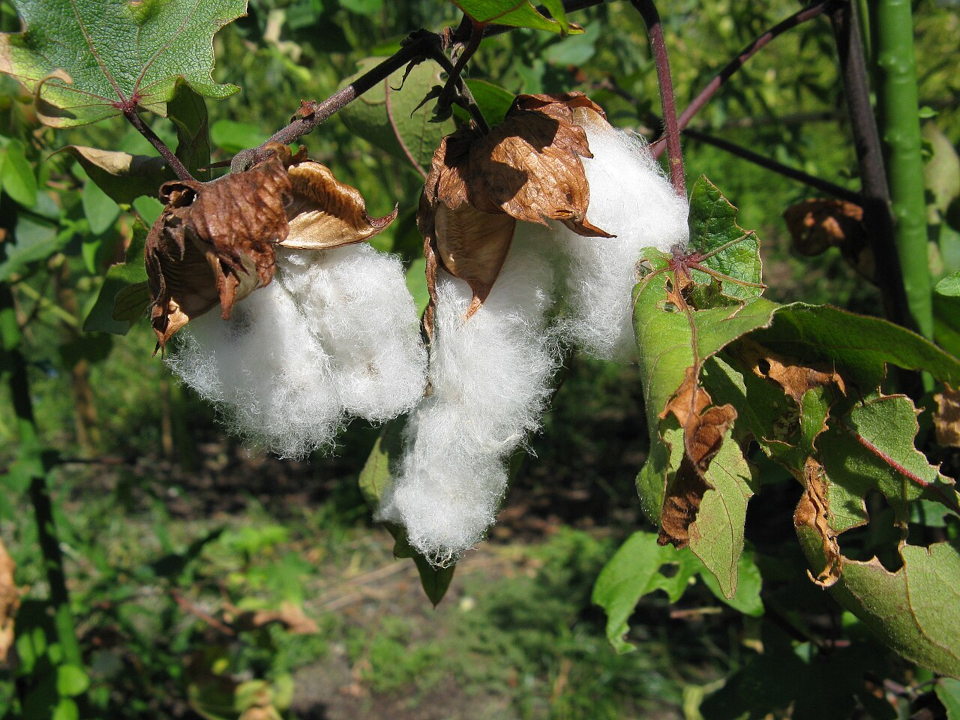 Historia bawełny cz. 1 - Dlaczego Indie zdominowały handel bawełną, a Europa została w tyle? Bawełna drzewiasta (Gossypium arboreum)